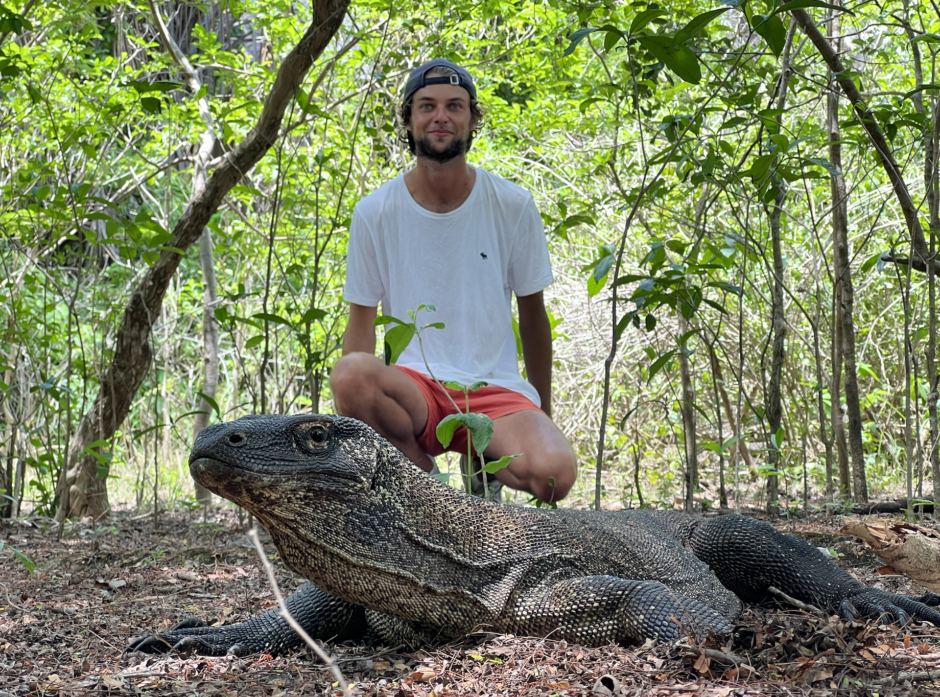 Ile komodo dragon